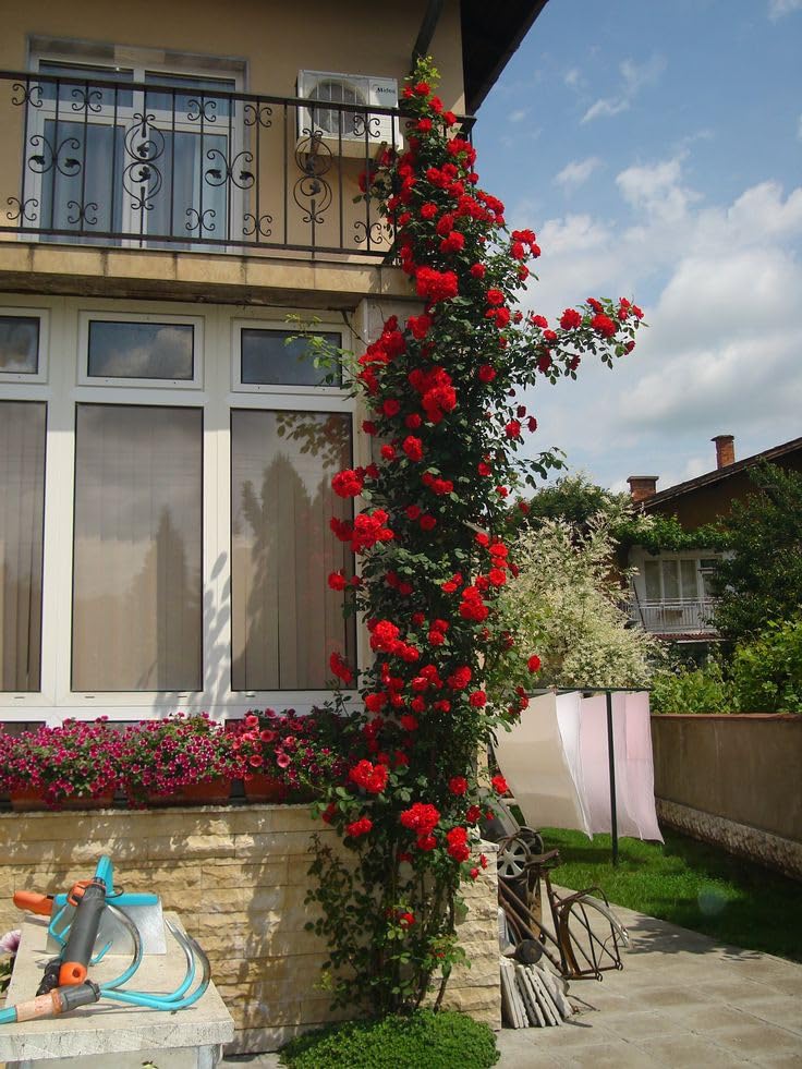 20 variety Plant Seeds For Home Garden Flowers Combo of 20 Packet of Seeds Winter, Summer & Spring & All Season Garden Flower Seeds