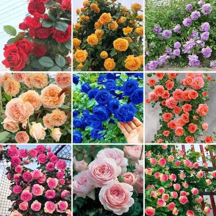 20 variety Plant Seeds For Home Garden Flowers Combo of 20 Packet of Seeds Winter, Summer & Spring & All Season Garden Flower Seeds