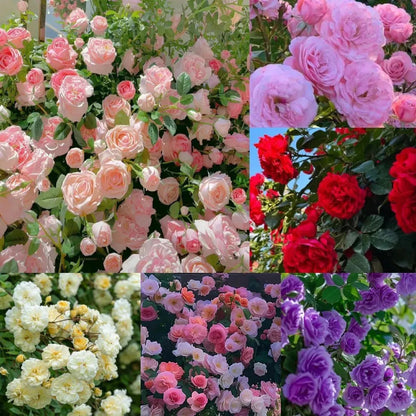 20 variety Plant Seeds For Home Garden Flowers Combo of 20 Packet of Seeds Winter, Summer & Spring & All Season Garden Flower Seeds