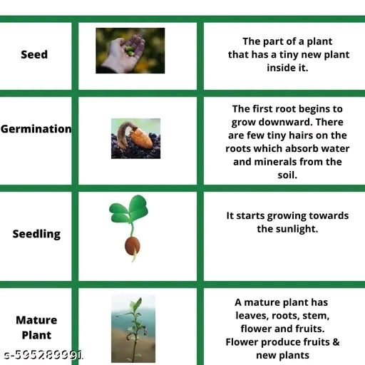 20 variety Plant Seeds For Home Garden Flowers Combo of 20 Packet of Seeds Winter, Summer & Spring & All Season Garden Flower Seeds