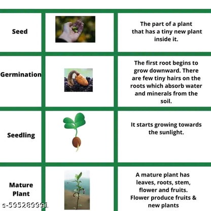 20 variety Plant Seeds For Home Garden Flowers Combo of 20 Packet of Seeds Winter, Summer & Spring & All Season Garden Flower Seeds