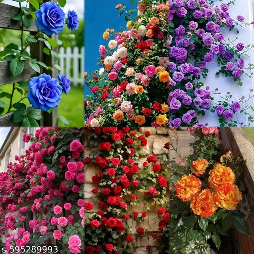 20 variety Plant Seeds For Home Garden Flowers Combo of 20 Packet of Seeds Winter, Summer & Spring & All Season Garden Flower Seeds