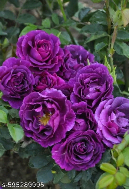 20 variety Plant Seeds For Home Garden Flowers Combo of 20 Packet of Seeds Winter, Summer & Spring & All Season Garden Flower Seeds