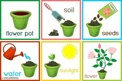 20 variety Plant Seeds For Home Garden Flowers Combo of 20 Packet of Seeds Winter, Summer & Spring & All Season Garden Flower Seeds